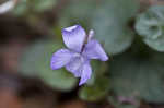 Prostrate blue violet